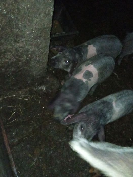 Porcos  de raça visaro