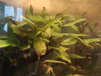 Аннубіас карликовий рослини для акваріума
