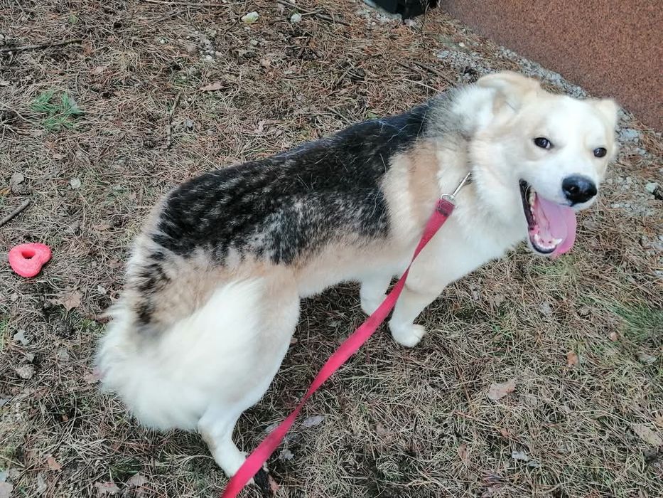 Cudowny psiak kochający ludzi źle znosi pobyt w schronisku pomocy