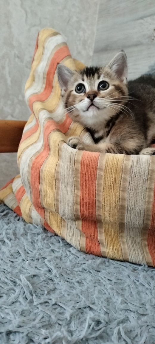 Шотландські кошенята