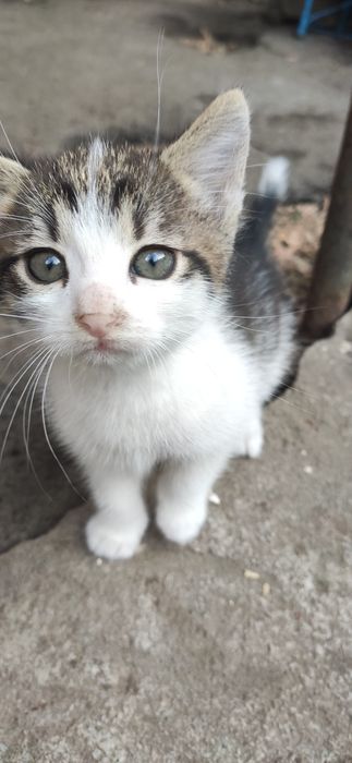 Віддам кошеня хлопчик Безкоштовно