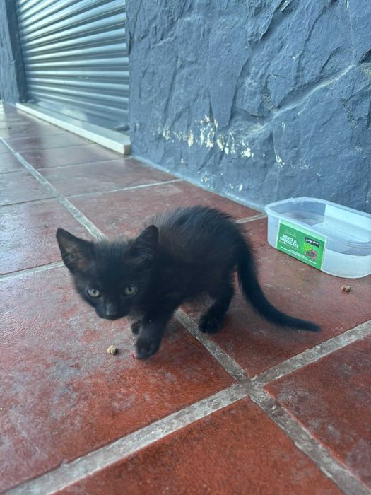 Adoção gatinhos !