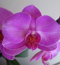 Орхідея фаленопсис квітуча