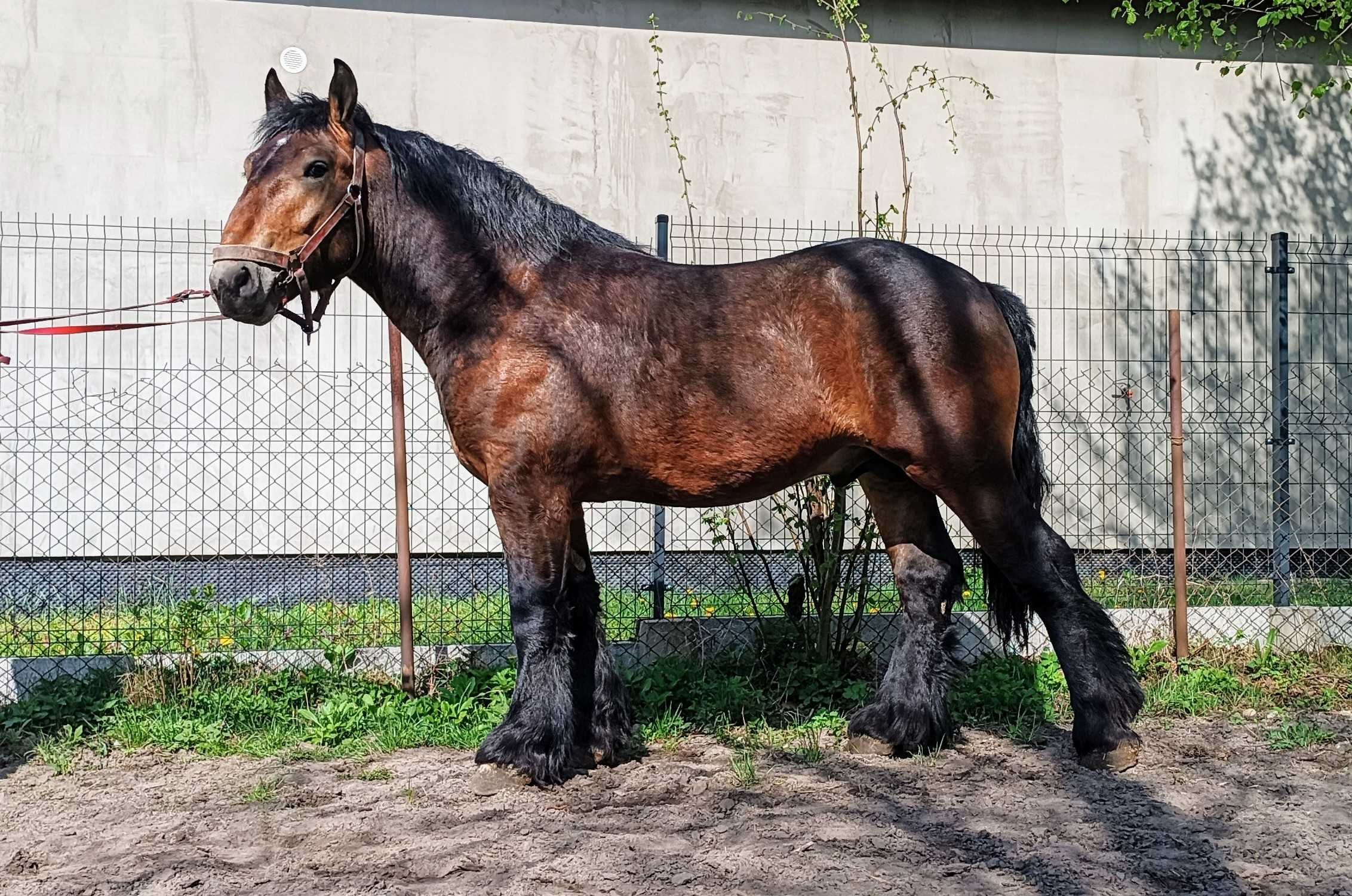 Ogier Arden polski 2 lata 162/220/29 księga główna gniady zimnokrwisty