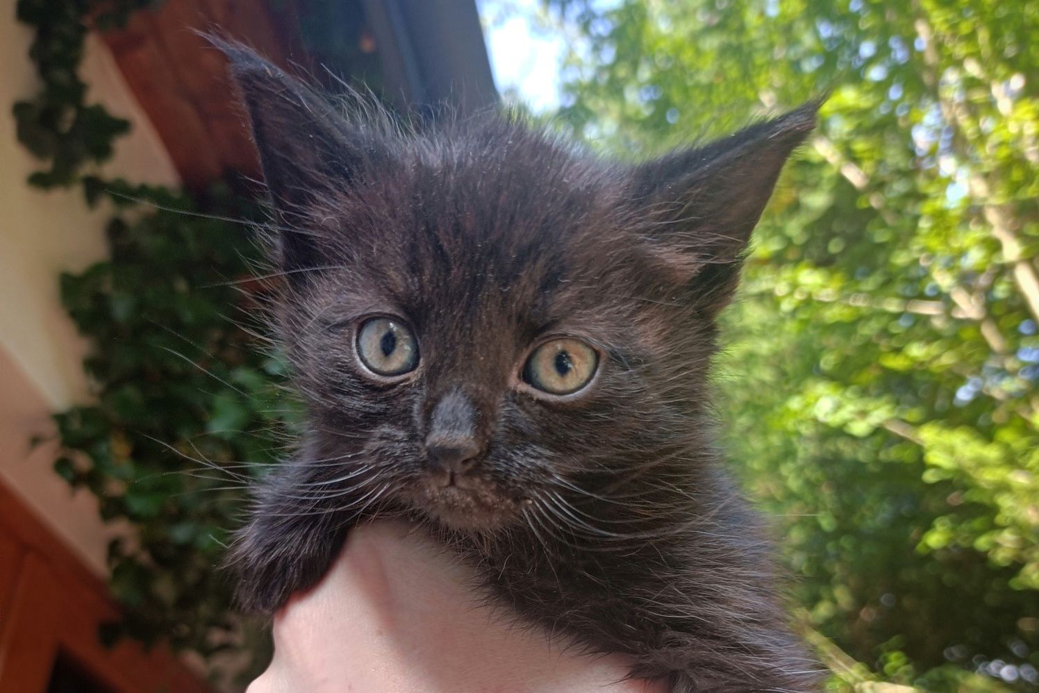 Cztery cudne dziewczyny do adopcji