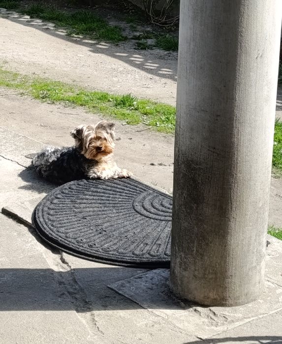 Lola gotowa do zmiany domku