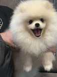 Suczka rasy pomeranian / szpic miniaturowy. Typ Misia. ZKwP / FCI