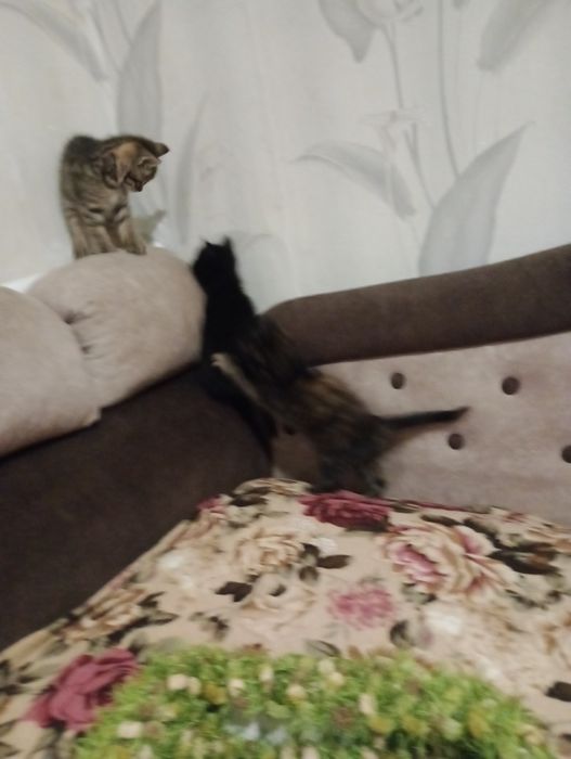 Бенгальскі кошенятка метиси