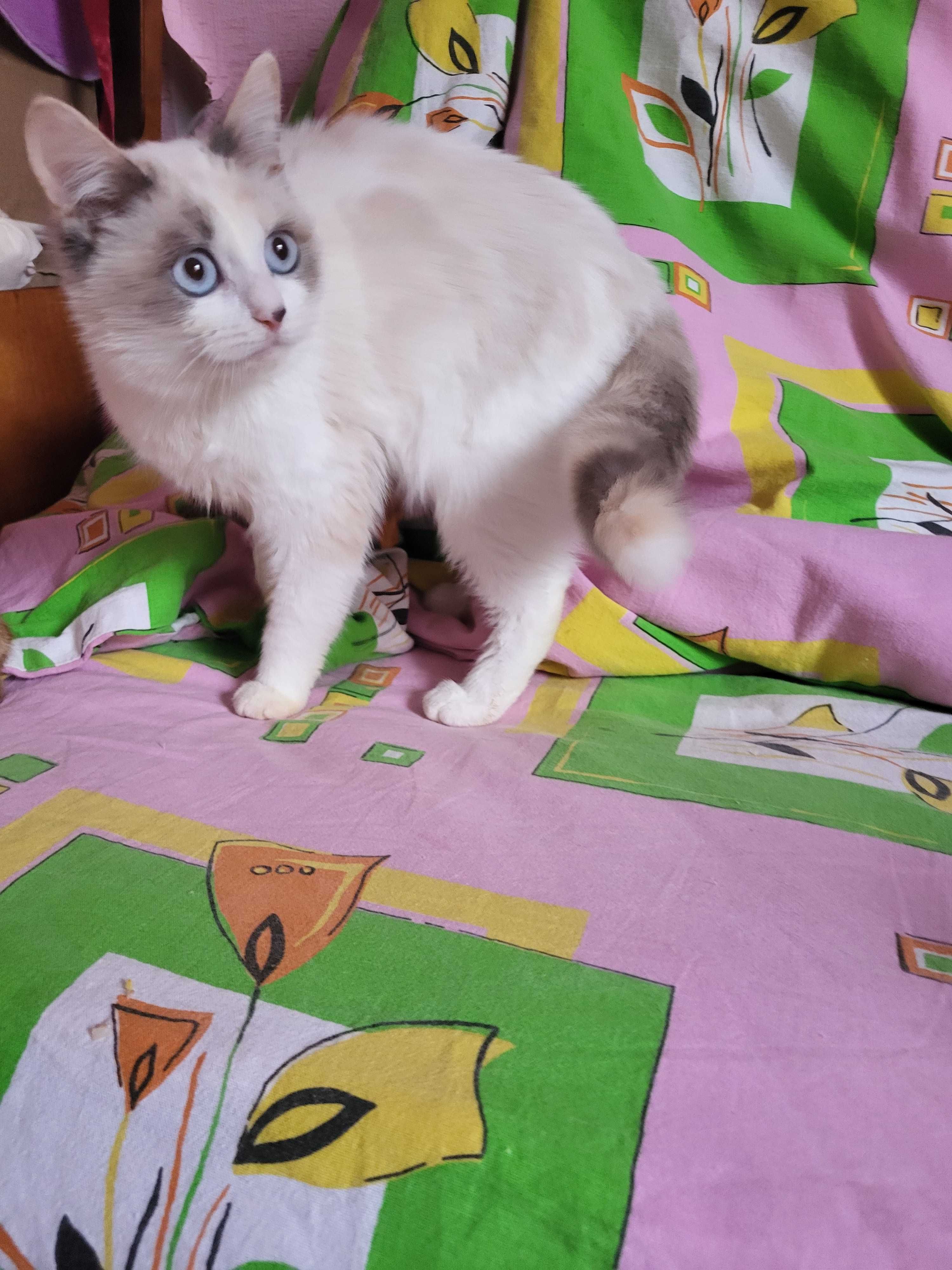 Кошечка метис ищет хорошую семью