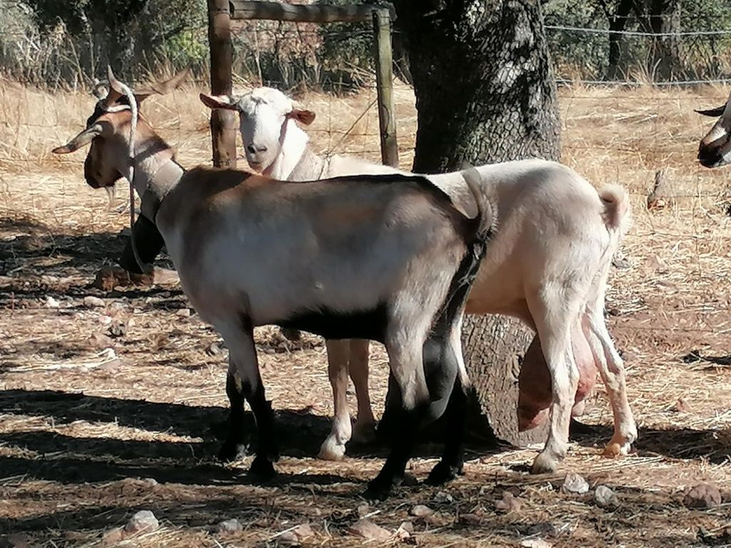 Cabras para venda