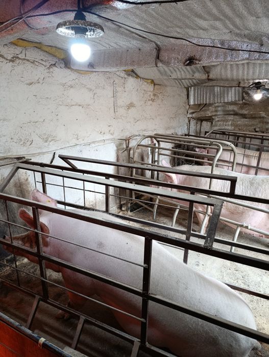 Продаж свиней живою вагою