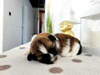 Sunia shih tzu. Rodowód. Chip.  Wyprawka