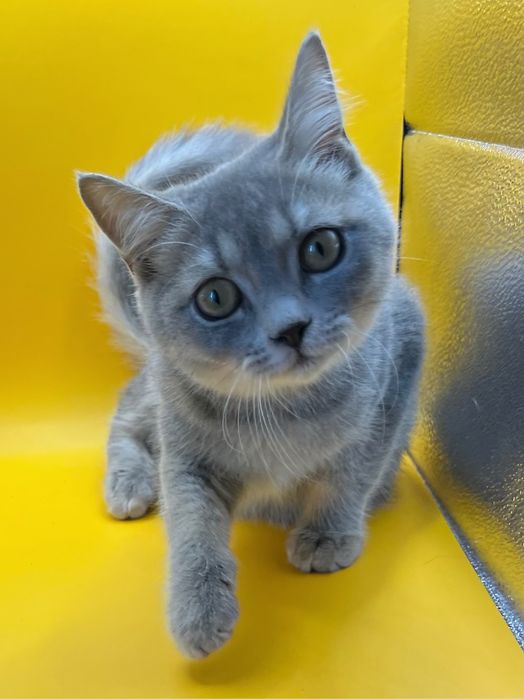 Красиве і лагідне  кошеня з офіційного розплідника