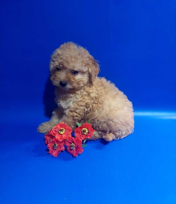 Супер дiтки мiнi мальтипу