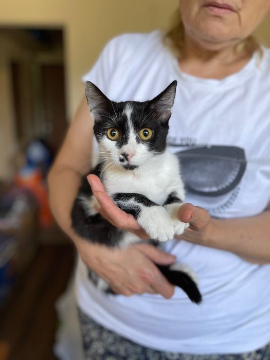 Котята красивый котенок девочка