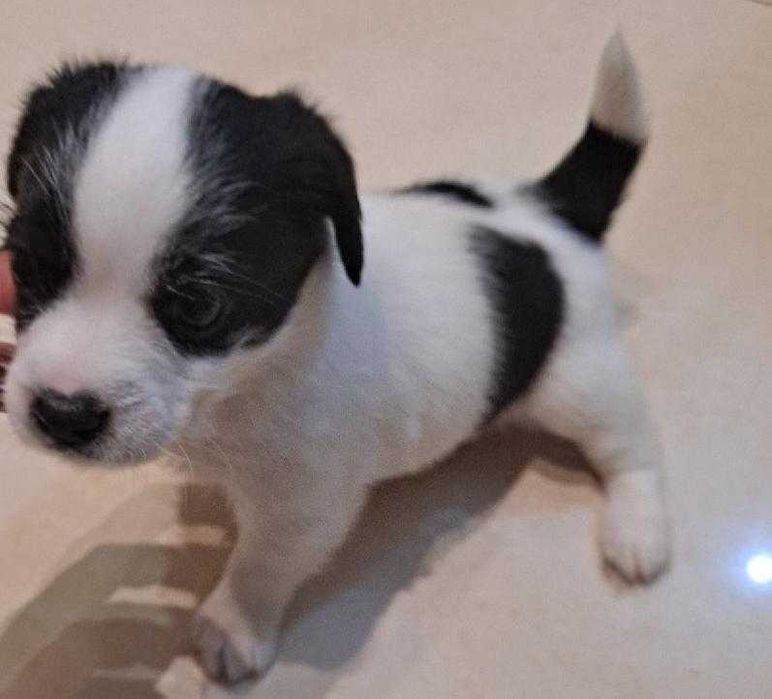 Jack Russell Terrier