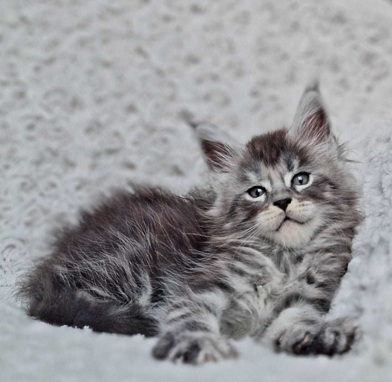 Maine coon kotka czarna srebrzysta klasycznie pręgowana do hodowli