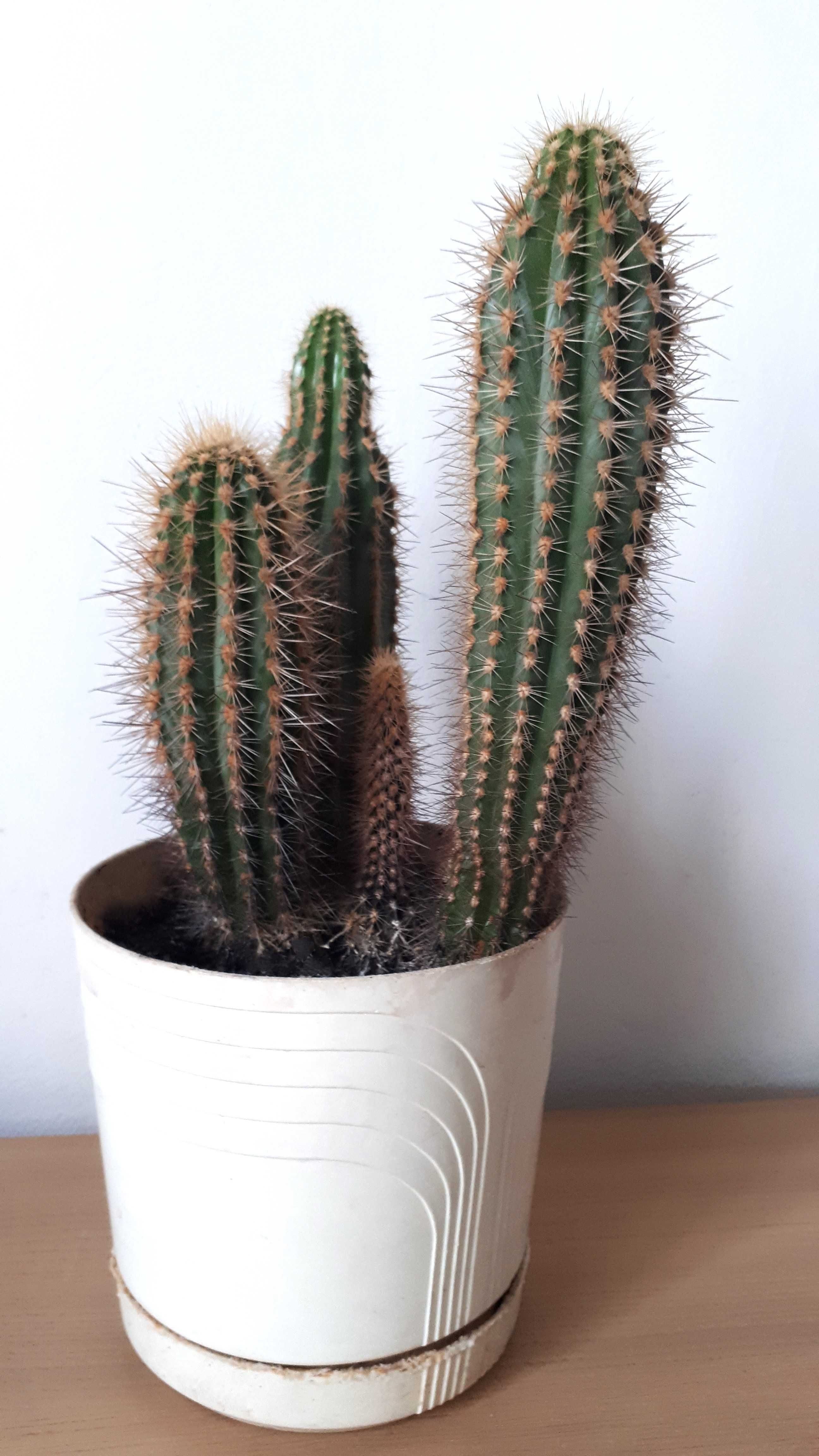 kaktus kwiat domowy poczwórny roślina doniczkowa