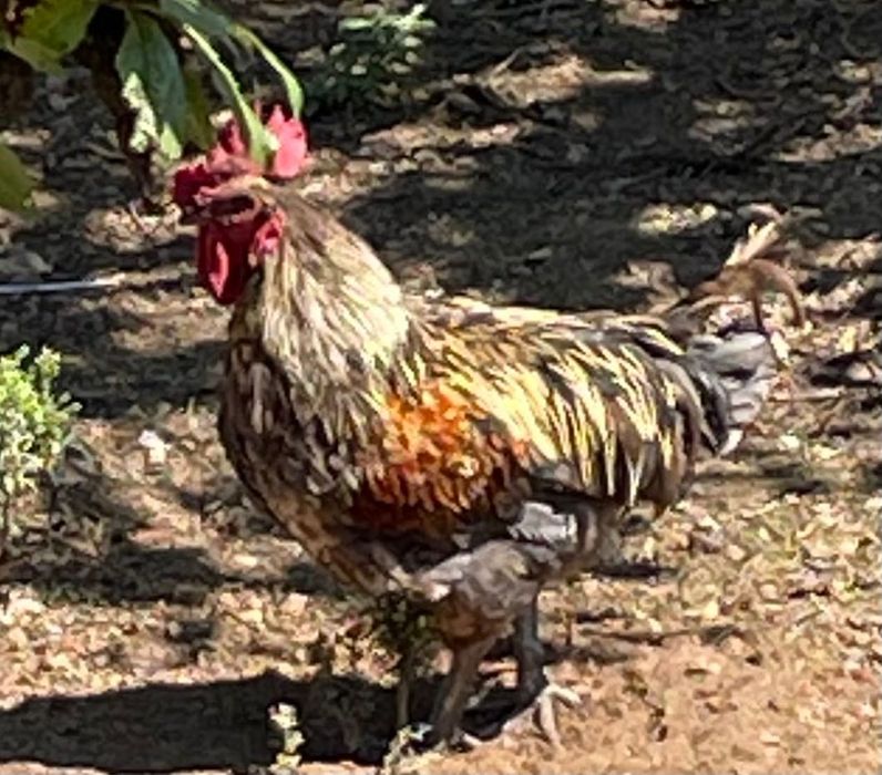 Galos para venda