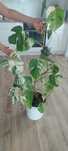 Monstera deliciosa variegata