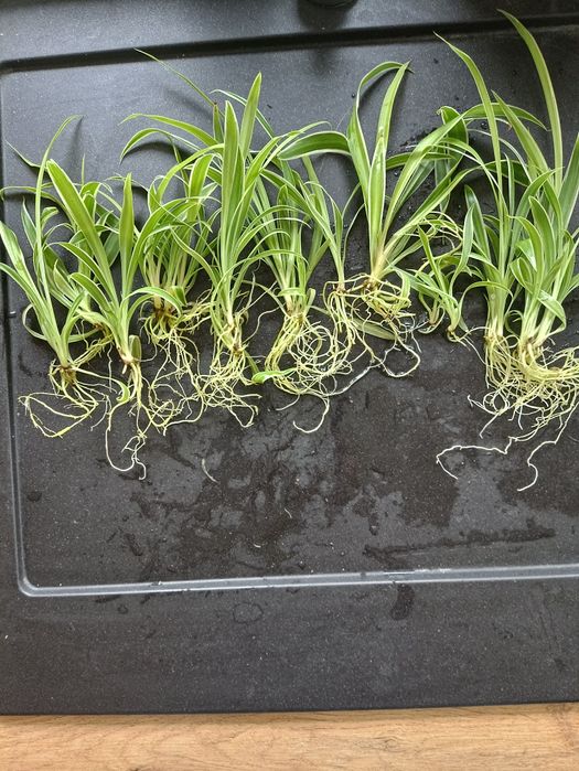 Sadzonka zaszczepka ukorzeniona zielistka zielistek trawka kwiat 1szt.