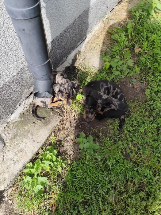 Jamnik krótkowłosy merle