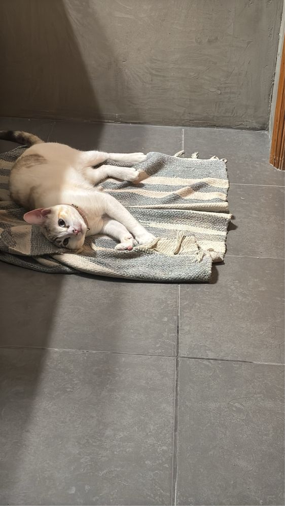 Doação de gata com 1 ano e totalmente tratada
