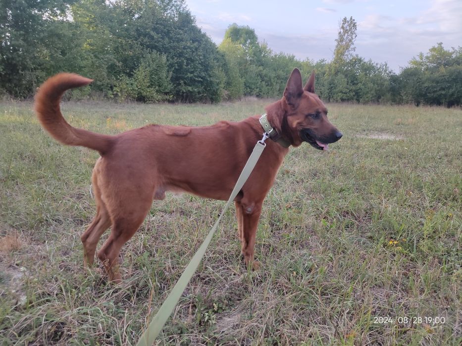 Тайський ріджбек.злучка.