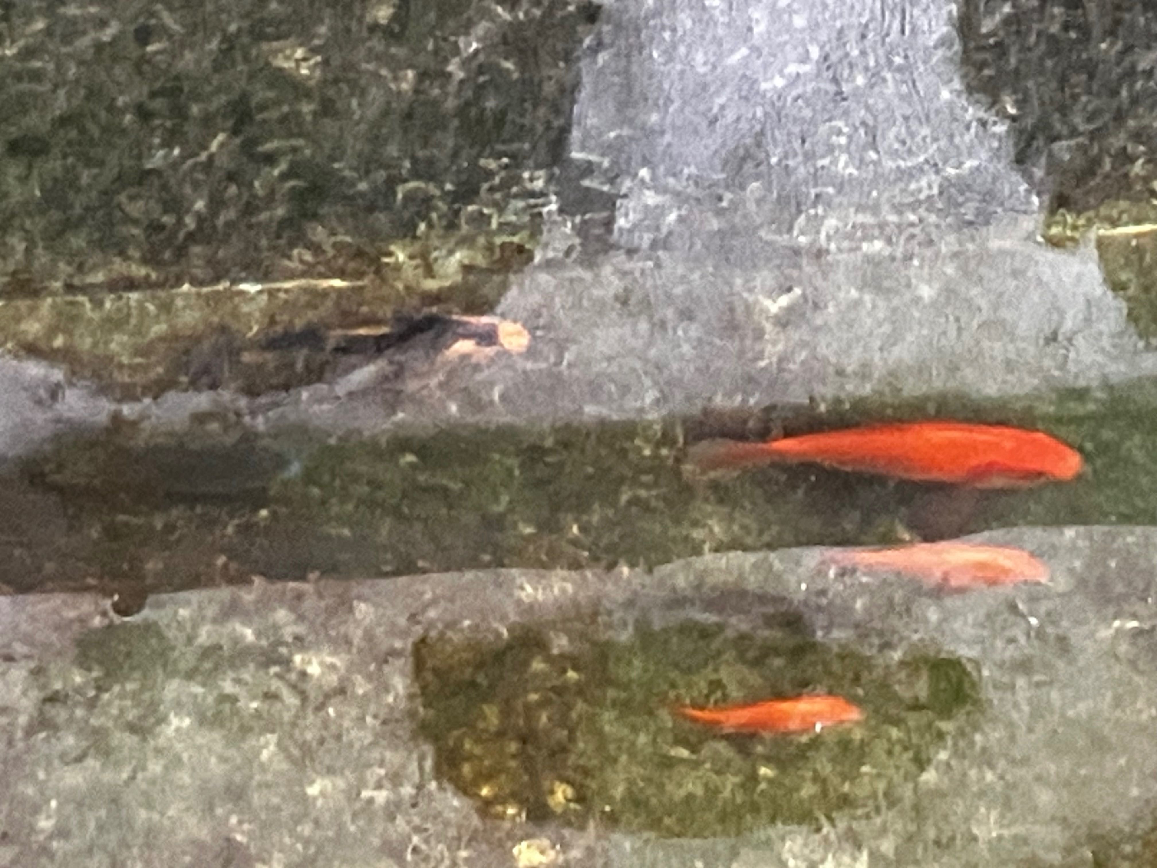 Peixes para lago ou aquário