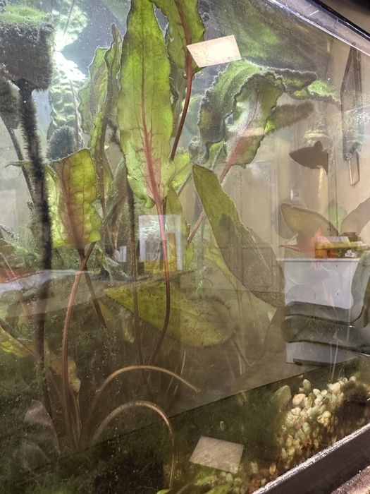 Акваріум з рибами