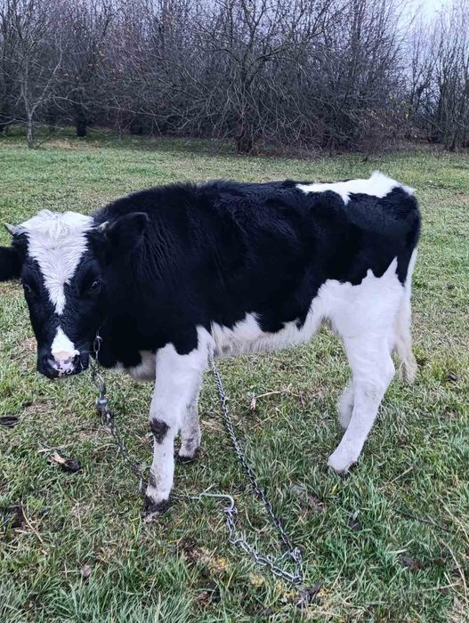 Телиці парувального віку