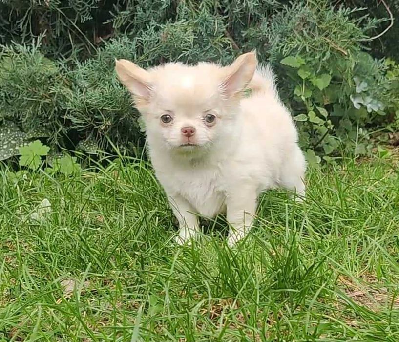 Chihuahua długowłosy szczeniak. Rodo FCI