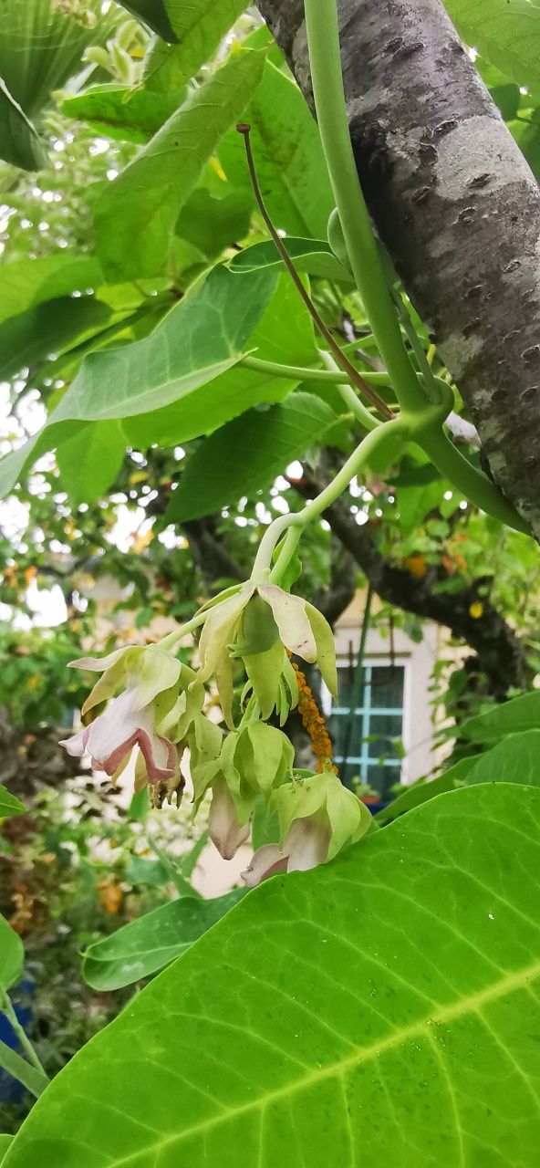 Trepadeira com flores rosa