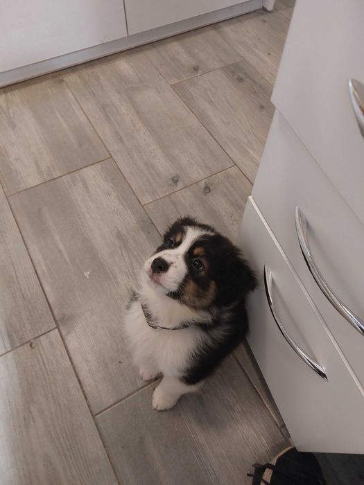 Owczarek australijski typ amerykanski