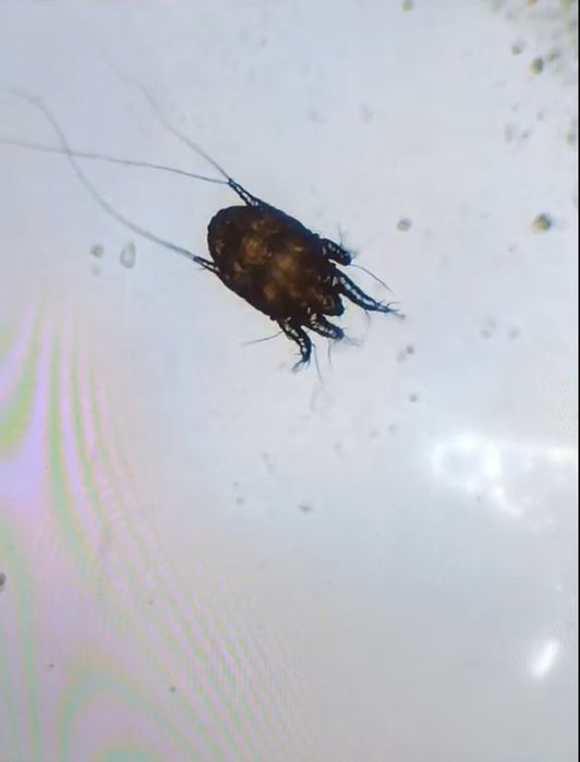 Микроскоп лабораторный с выводом 4К