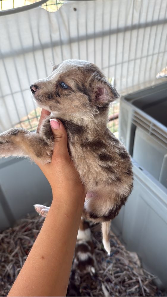 Border collie choco Merle