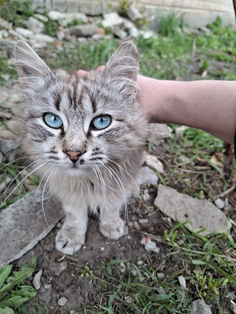 Кіт ніжний муркотун , котик шукає родину