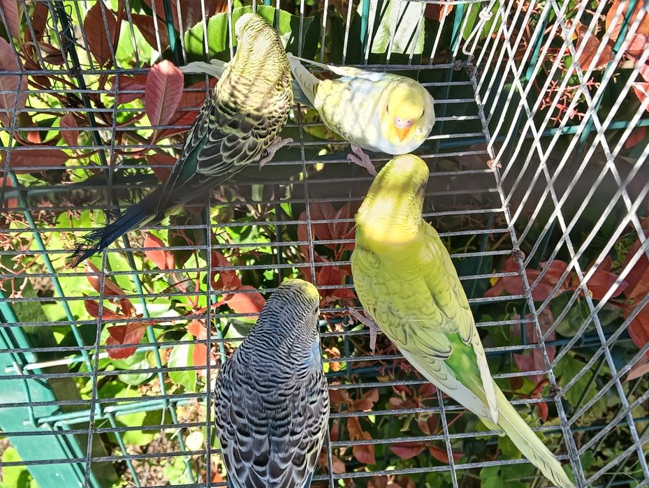 Piriquitos australiano