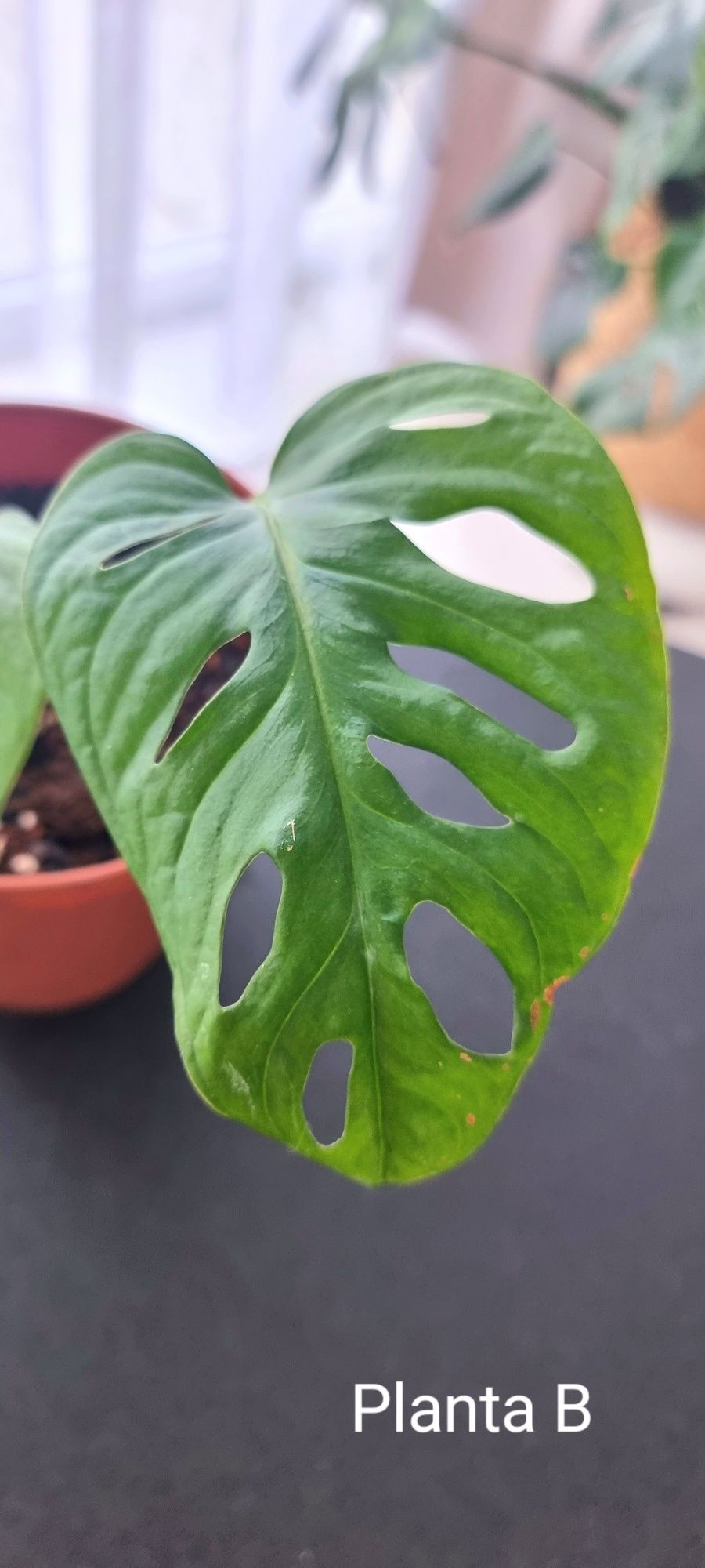 Monstera Adansonii - cutting