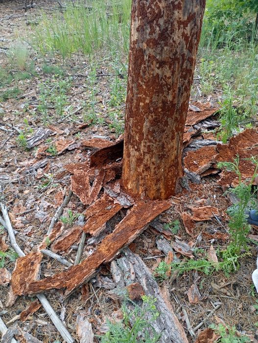 Продам соснову кору