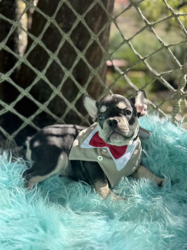 Bulldog Francês macho