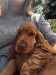 KOKOS złoty szczeniaczek Cocker Spaniel Angielski piesek