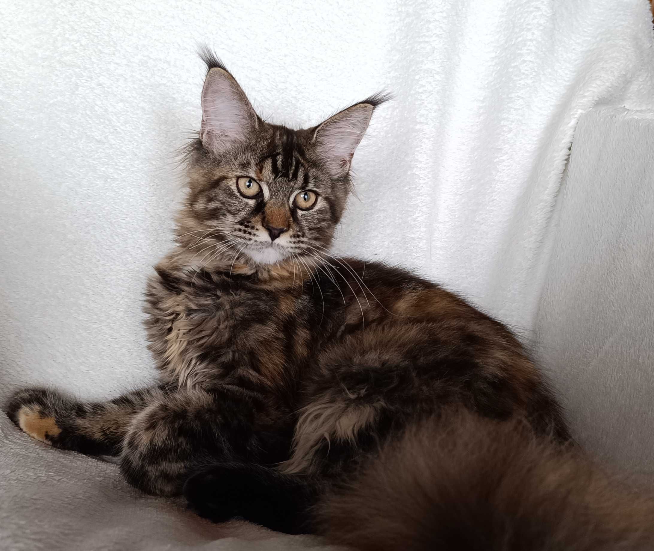 Bella Kotka Maine Coon Szylkretowa Klasycznie Pręgowana