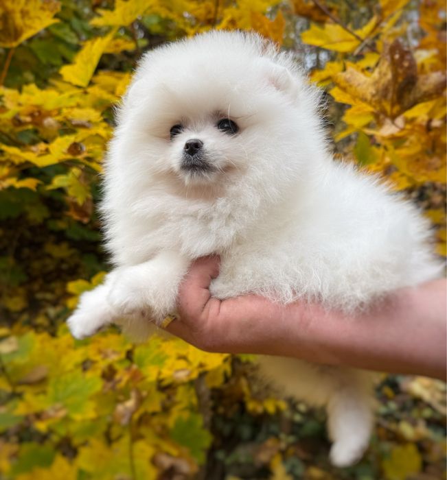 Pomeranian szpic miniaturowy Suczka Zkwp FCI MIŚ Gotowa do zmiany domu