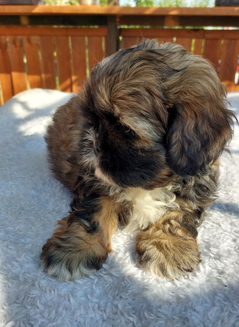 Shih-tzu chlopiec