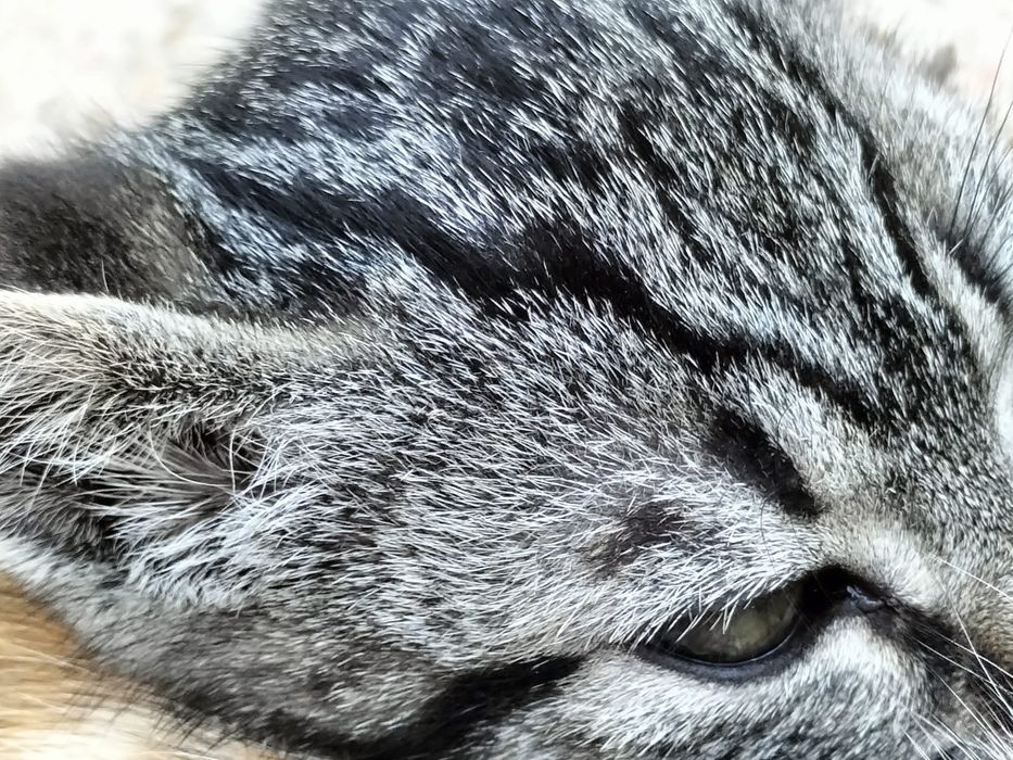 Dão-se gatinhos.