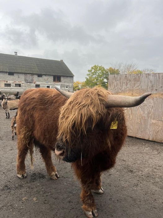 Byk szkocka krowa highland