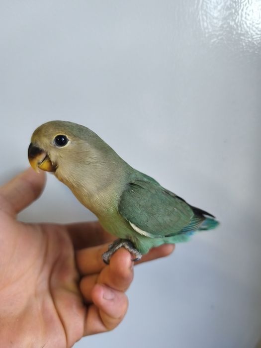 Agapórnis roseicollis criados á mão