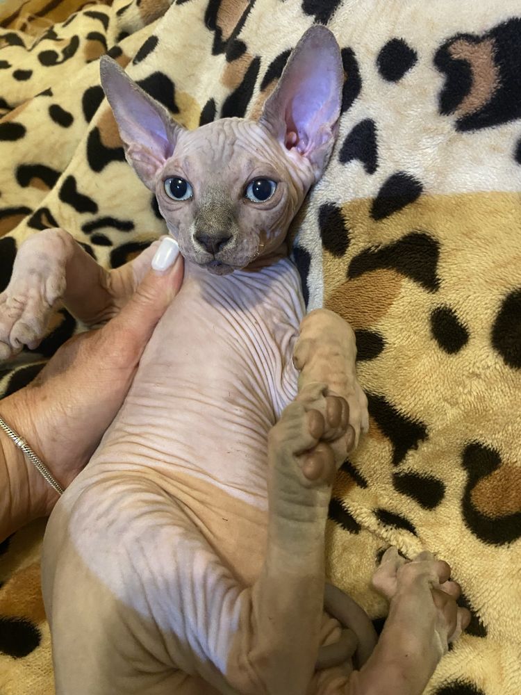 Sphynix super top olhos azuis macho