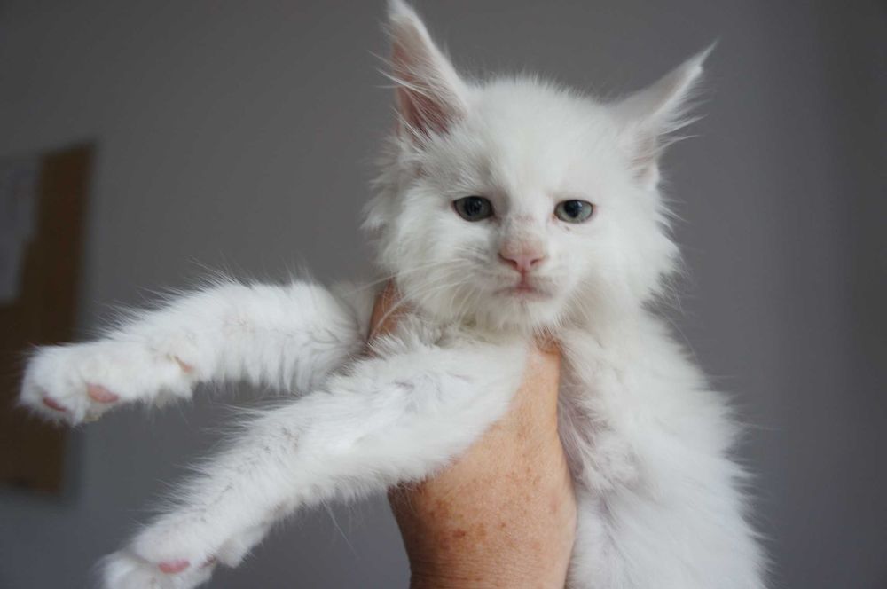 kocurek  Maine Coon - rodowód FPL/ FIFE -      ds 12-